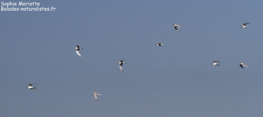 Sternes caugeks en migration le long de la plage de Canet-en-Roussillon