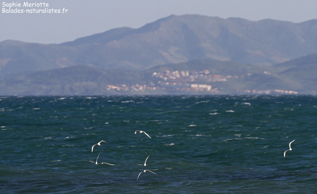 Sternes caugeks en migration le long de la plage de Canet-en-Roussillon