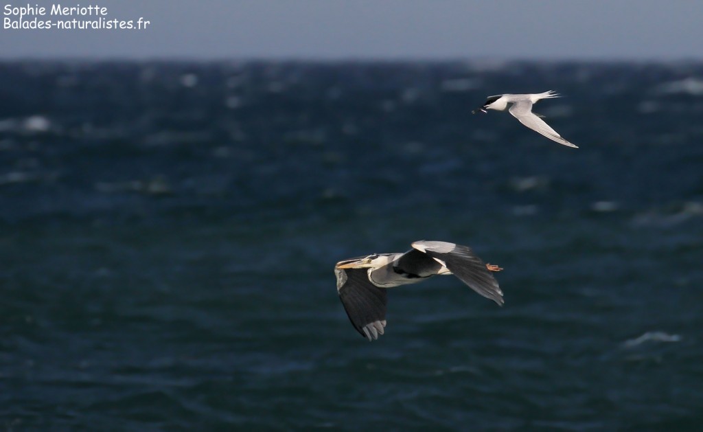 Héron cendré et Sterne caugek, Grau des Basses, Canet-en-Roussillon