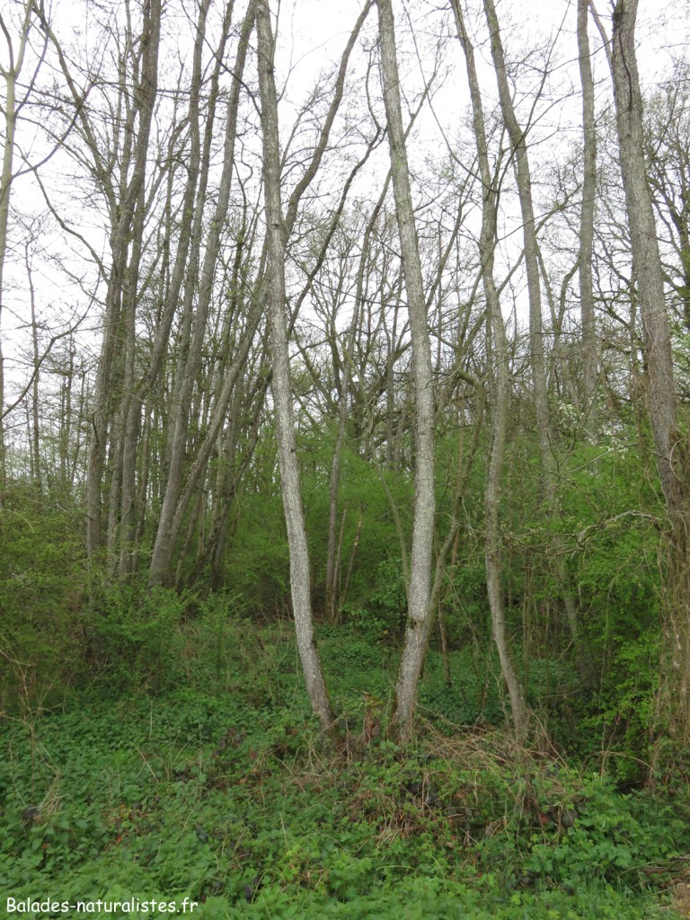 Forêt humide dans la Dombes
