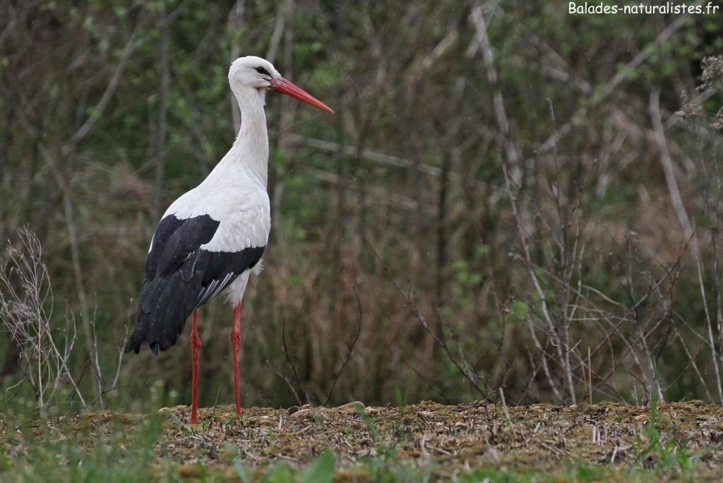 Cigogne blanche, Dombes avril 2017