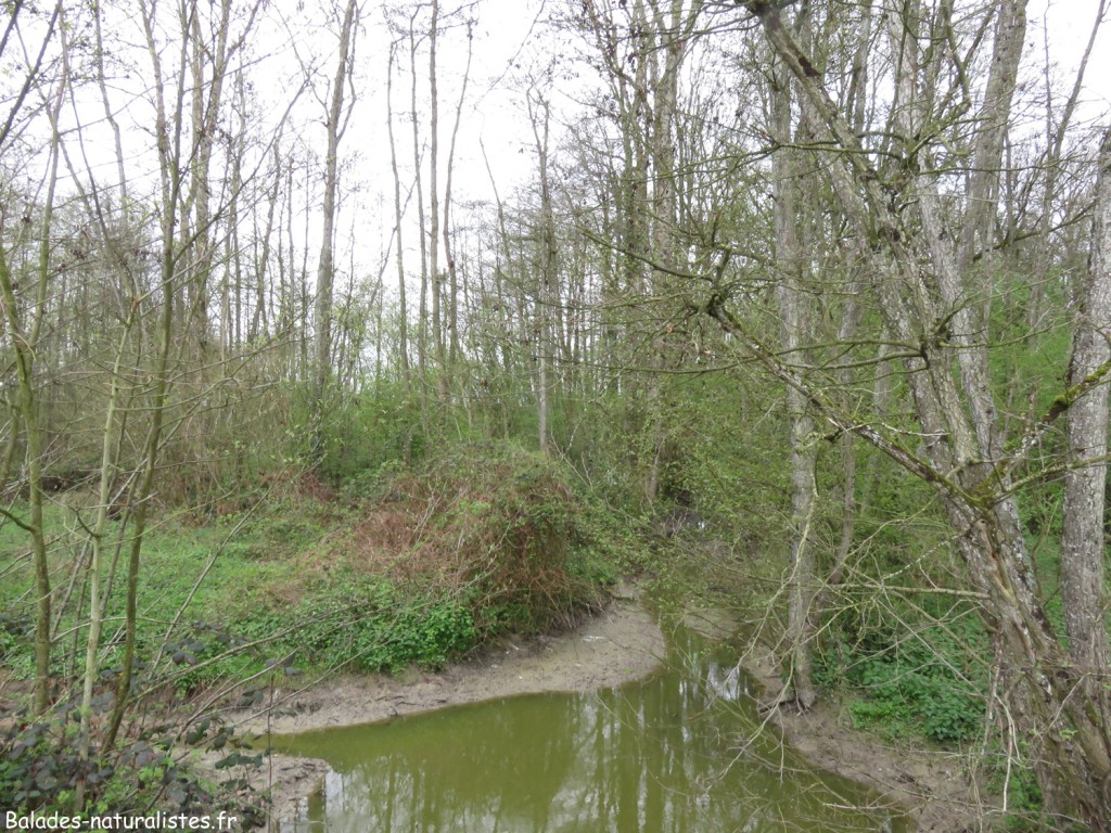 Forêt humide dans la Dombes