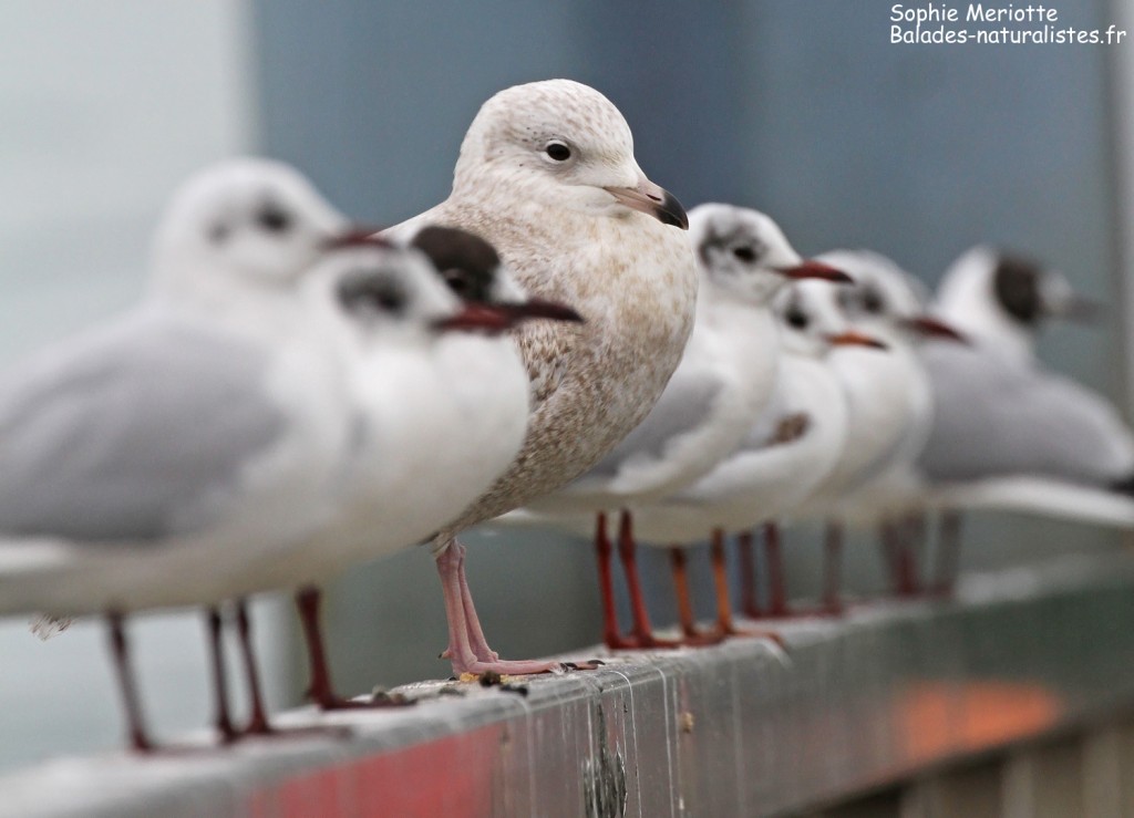 Goéland à ailes blanches et Mouettes rieuses dans le port de la Cotinière