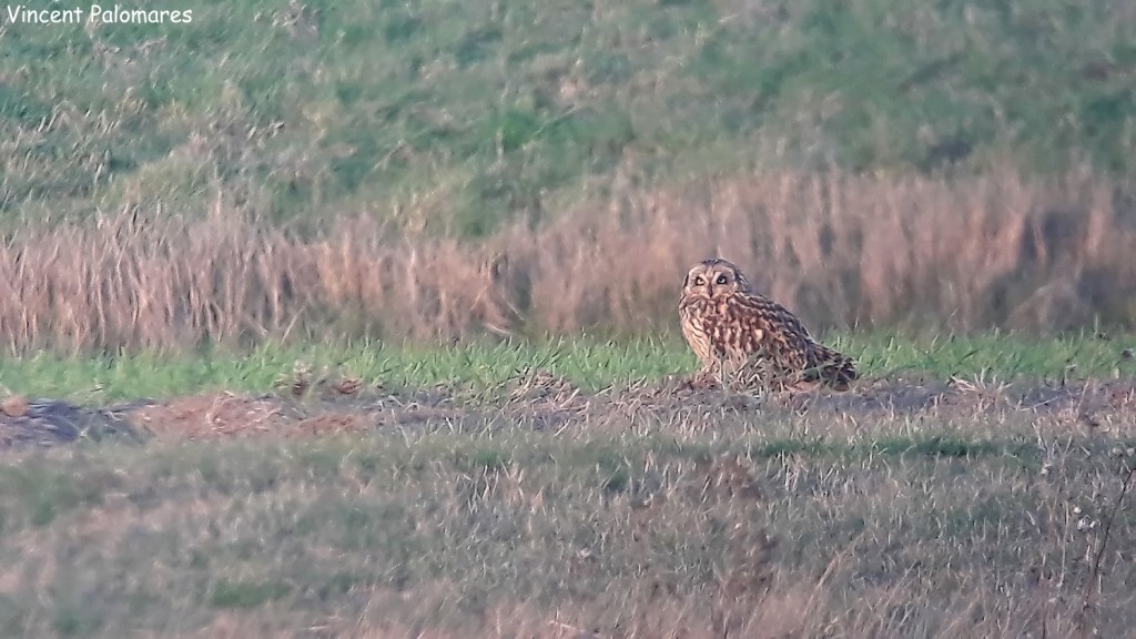 Hibou des marais, Baie de l'Aiguillon