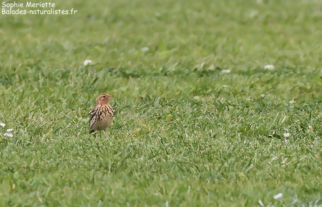 Pipit à gorge rousse au stade de foot du Barcarès