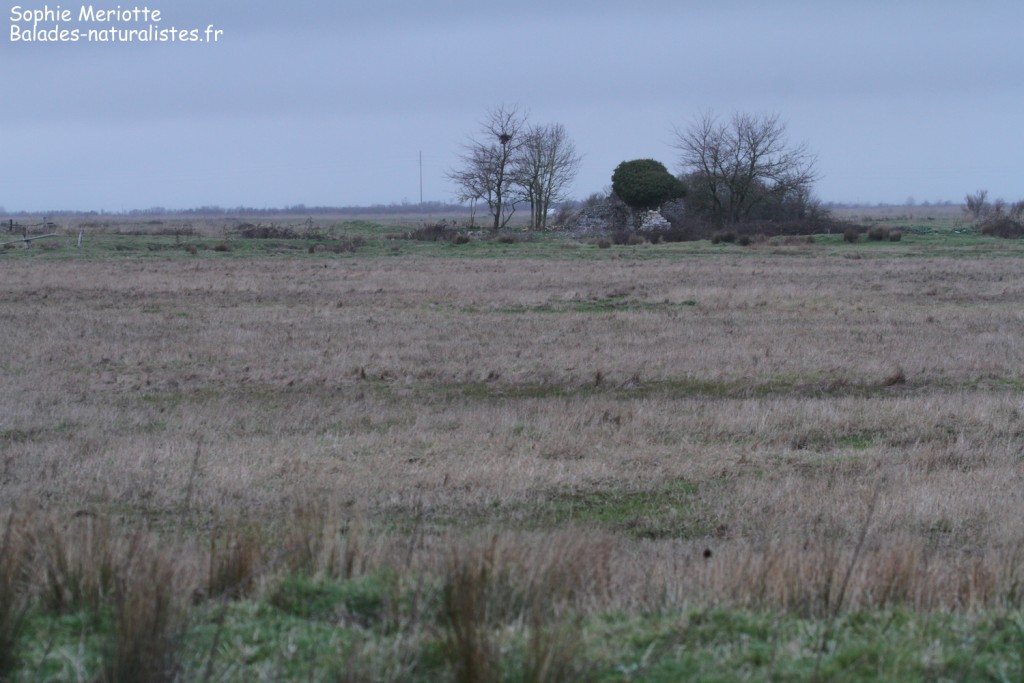 Marais aux alentours de Brouage à la tombée de la nuit