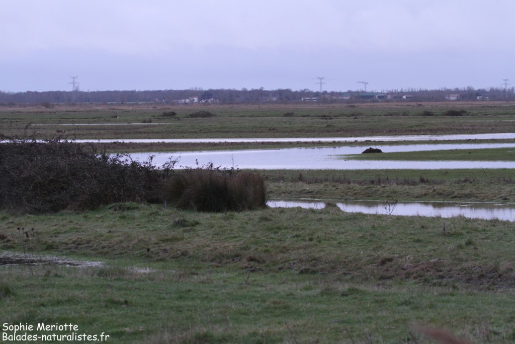 Marais aux alentours de Brouage à la tombée de la nuit
