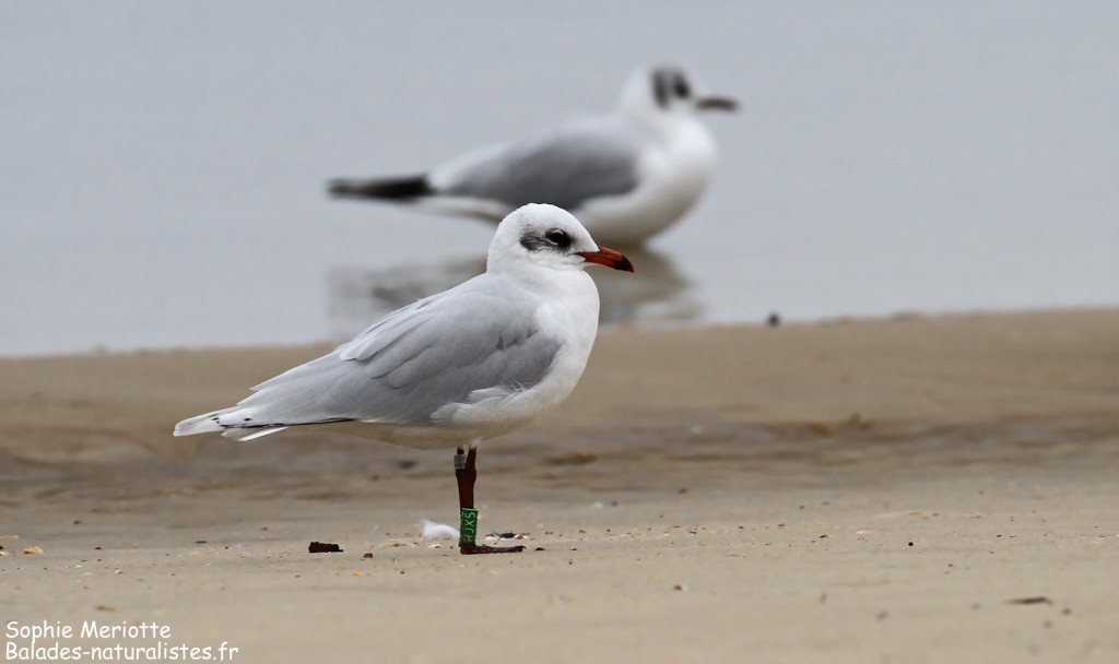 Mouette mélanocéphale, Arcachon