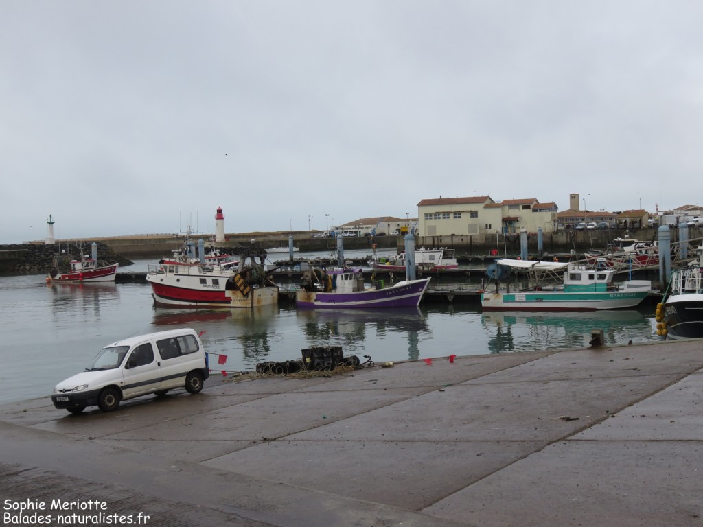 Port de la Cotinière, Oléron