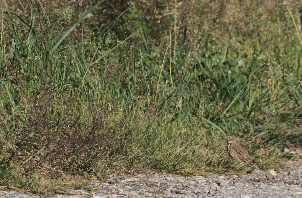 Alouette pispolette, Plaine de Bièvre, avril 2017