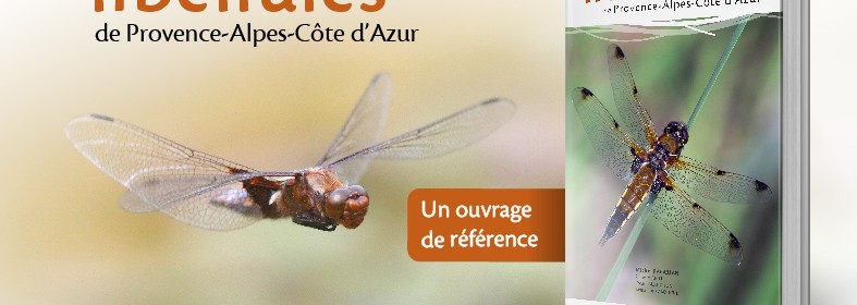 atlas_libellules_google+