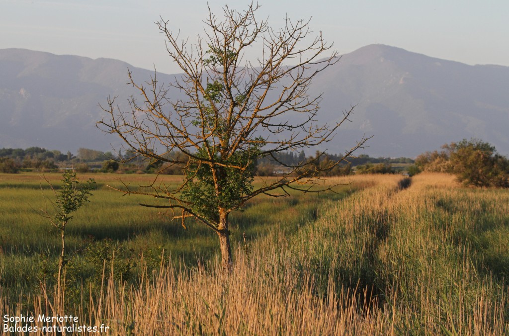 Les prés de la ville, Canet-en-Roussillon