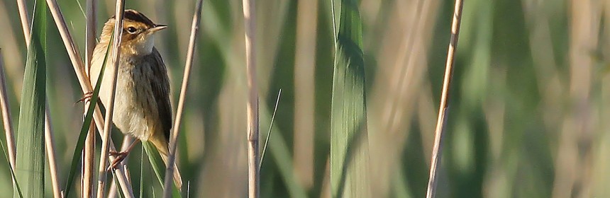 Phragmite aquatique, Les prés de la ville, Canet-en-Roussillon
