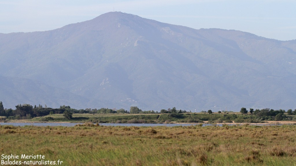 Etang du Canet