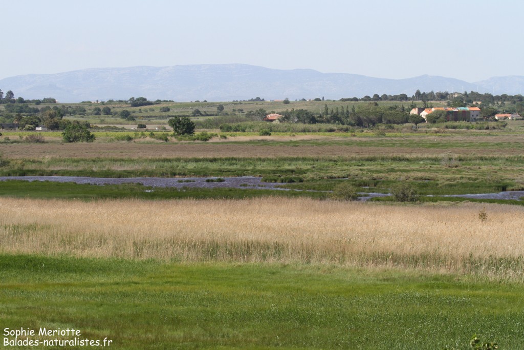 Panorama depuis le spot de migration de Saint-Nazaire