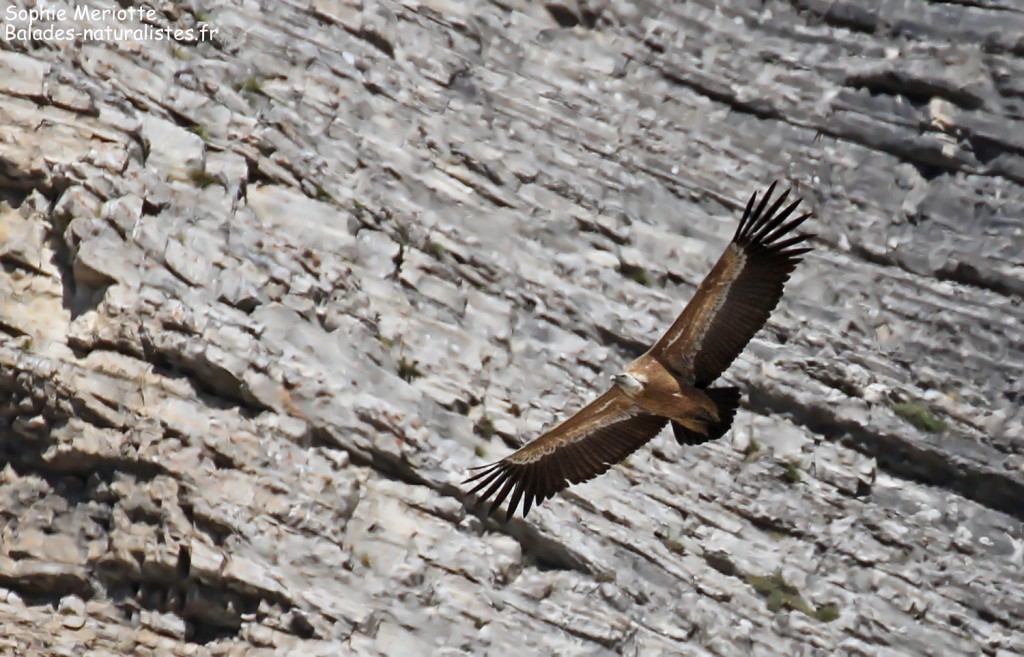 Vautour fauve le long des falaises du col du Charnier