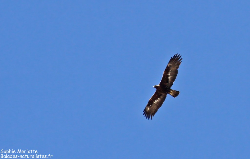 Aigle royal au col du Charnier