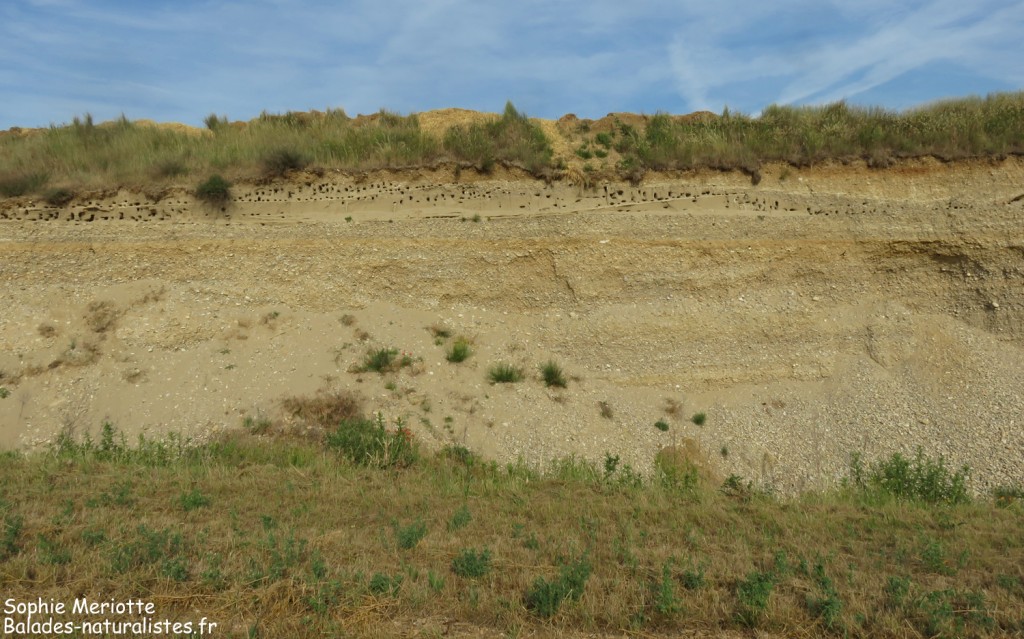 Colonie d'Hirondelle de rivage en Drôme