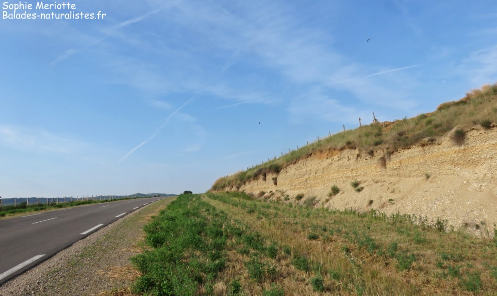 Colonie d'Hirondelle de rivage en Drôme