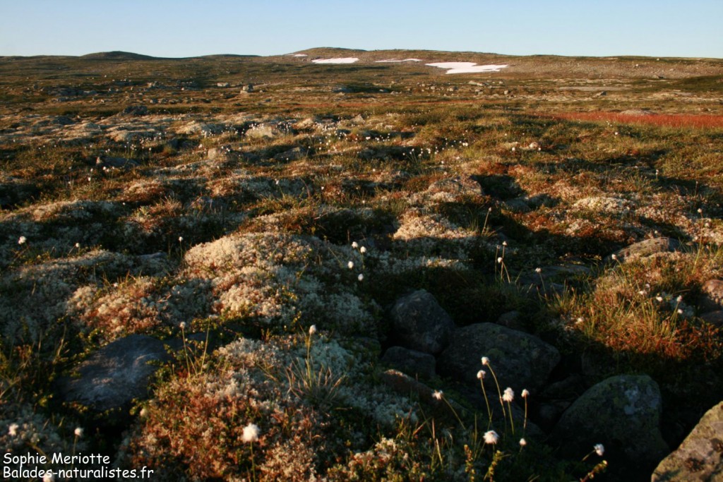 Parc national de l'Hardangervidda