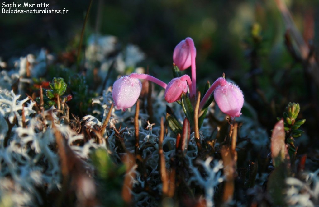 Phyllodoce bleuâtre, Parc national de l'Hardangervidda
