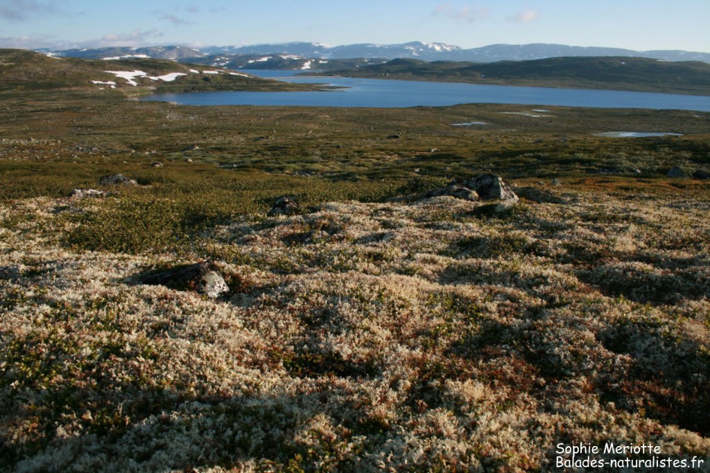 Parc national de l'Hardangervidda