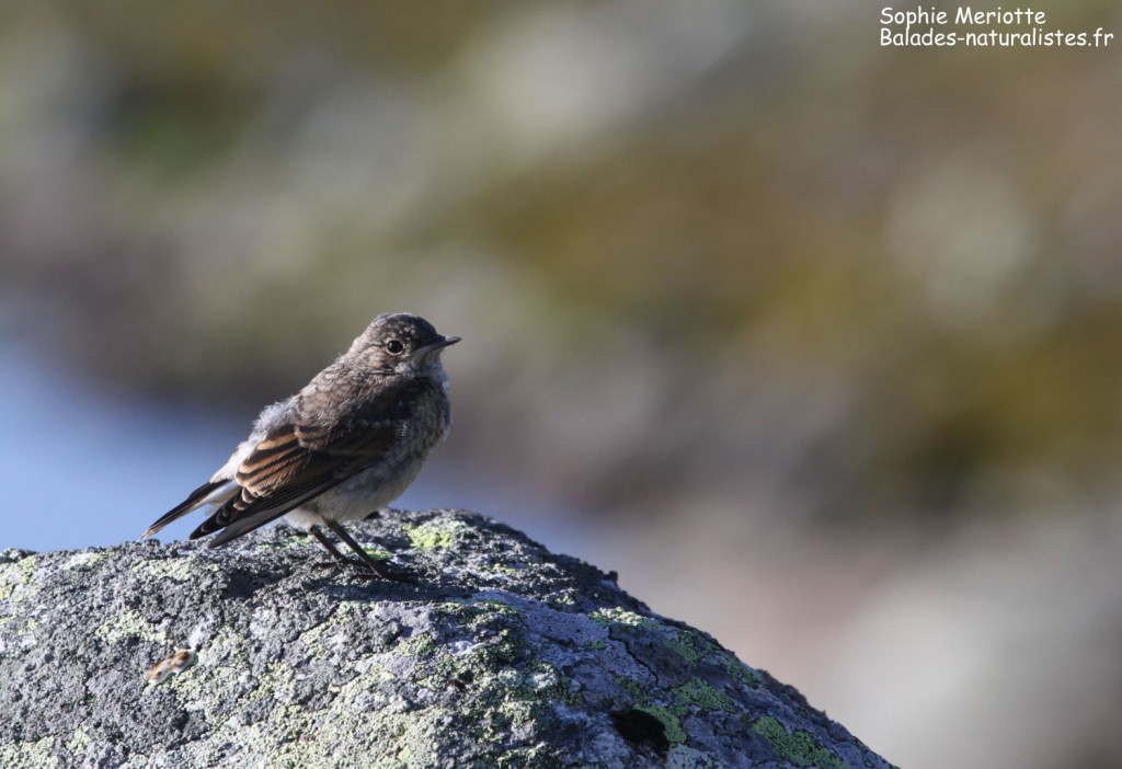 Jeune Traquet motteux, Parc national de l'Hardangervidda