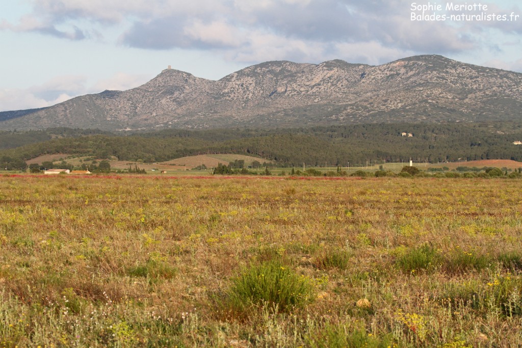 Paysages autour de Rivesaltes