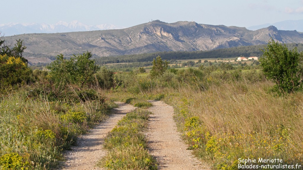 Paysages autour de Rivesaltes