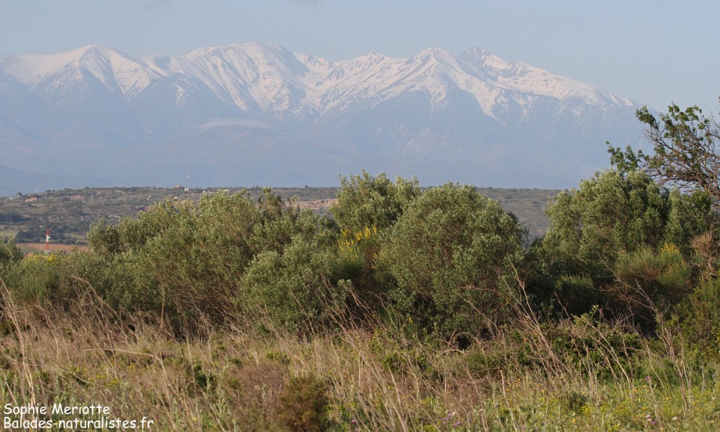 Paysages autour de Rivesaltes