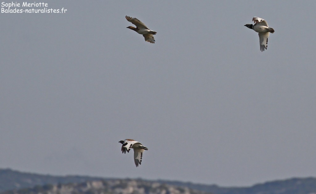 Outardes canepetières dans la plaine de Rivesaltes
