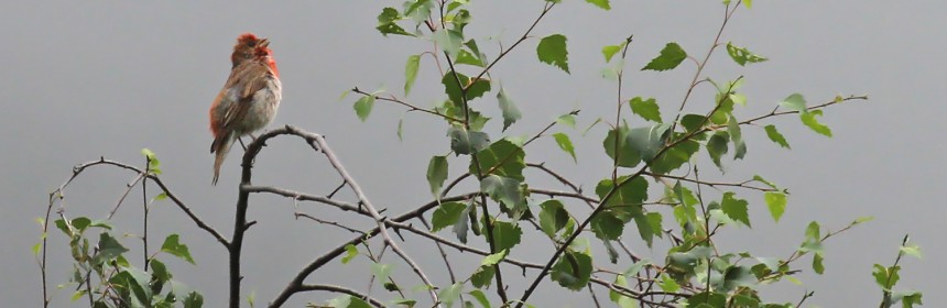 Roselin cramoisi, Vallorcine
