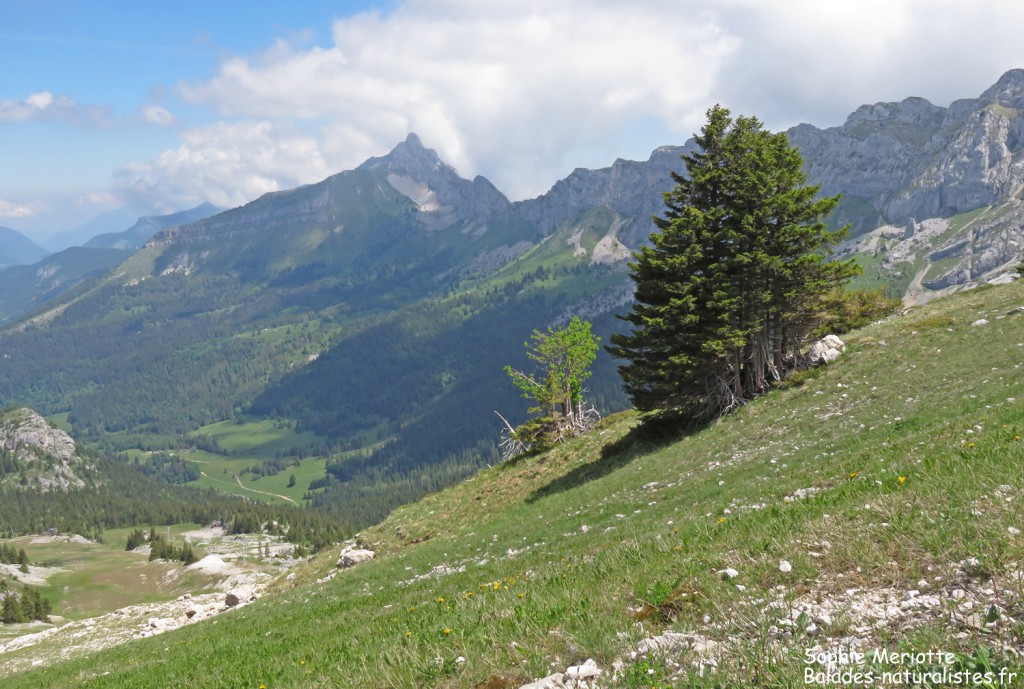 Montée à travers les pistes