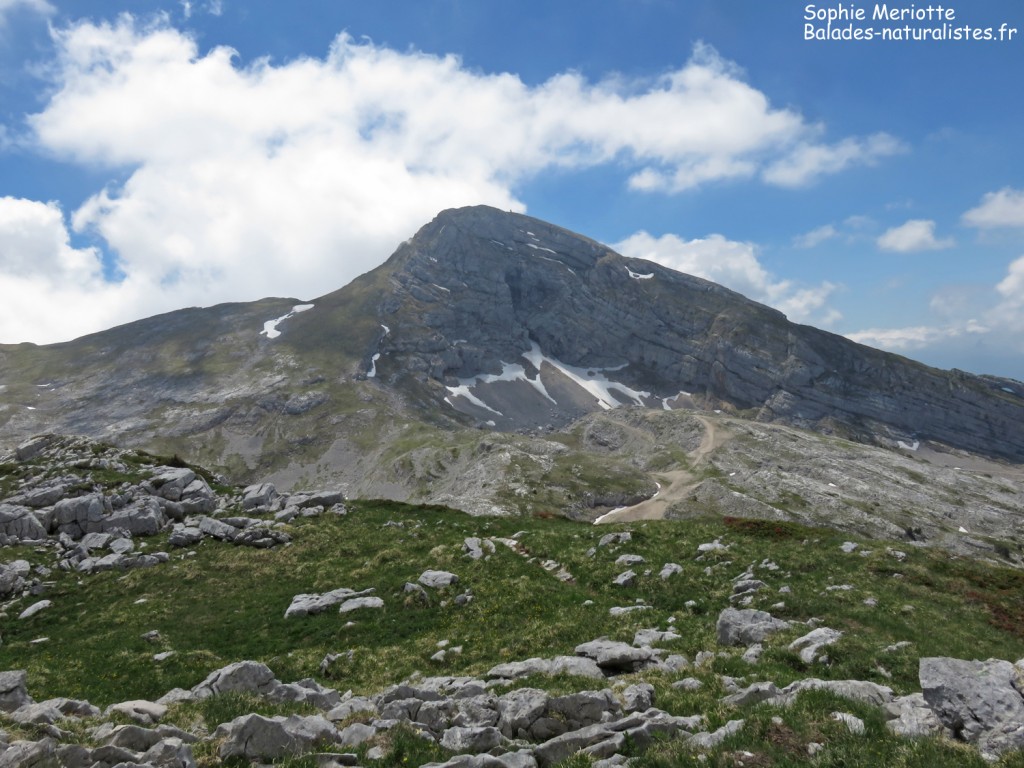 La Grande Moucherolle