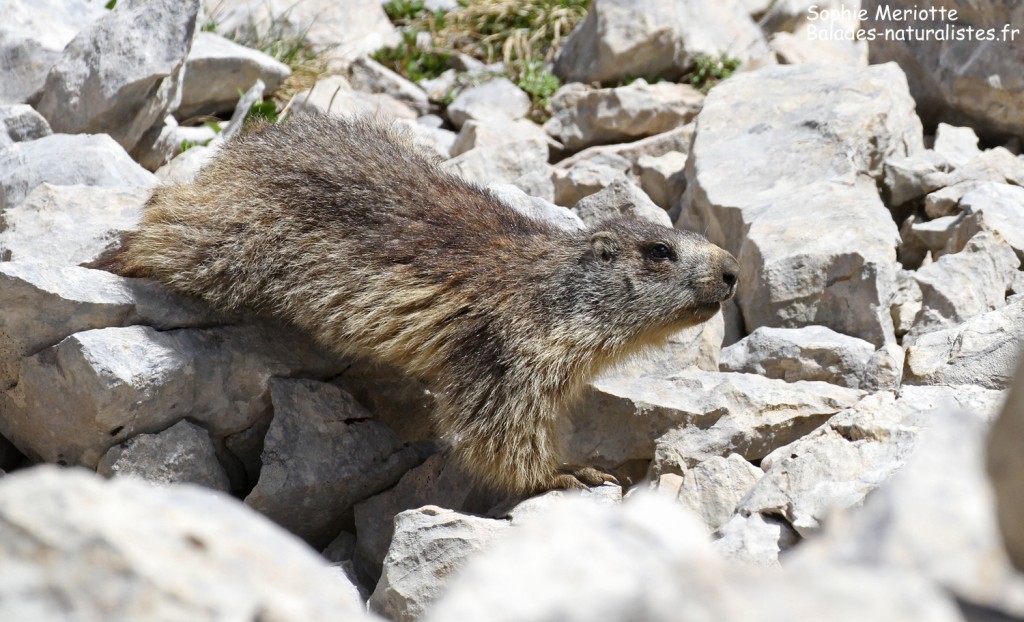 Marmotte près du col des deux soeurs