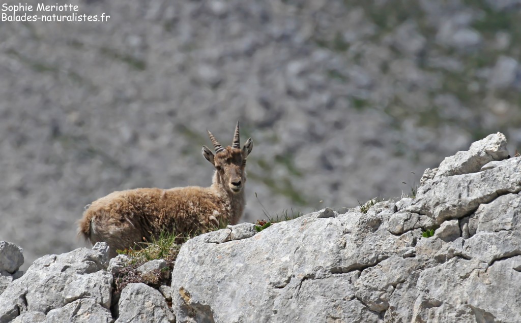 Jeune Bouquetin près du col des deux soeurs