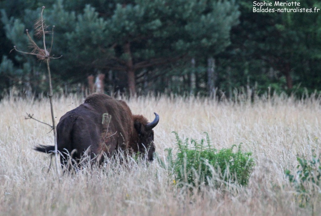 Bison d'Europe sortant des bois près de Bialowieza