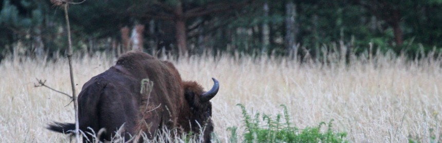 Bison d'Europe sortant des bois près de Bialowieza