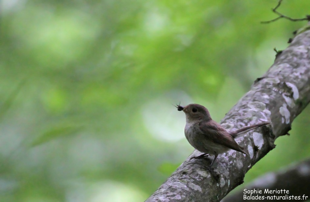 Femelle de Gobemouche nain, Forêt de Bialowieza