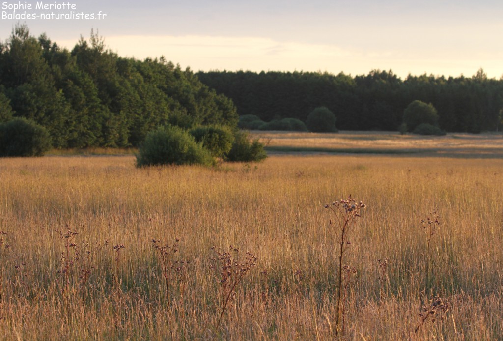 Prairies aux abords de Bialowieza