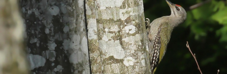 Pic cendré dans la forêt humide près de Budy