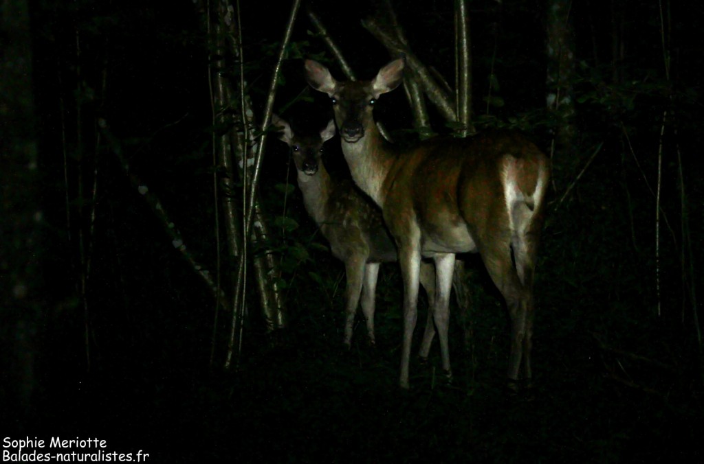Biches au bord de la piste en pleine nuit dans la forêt de Bialowieza