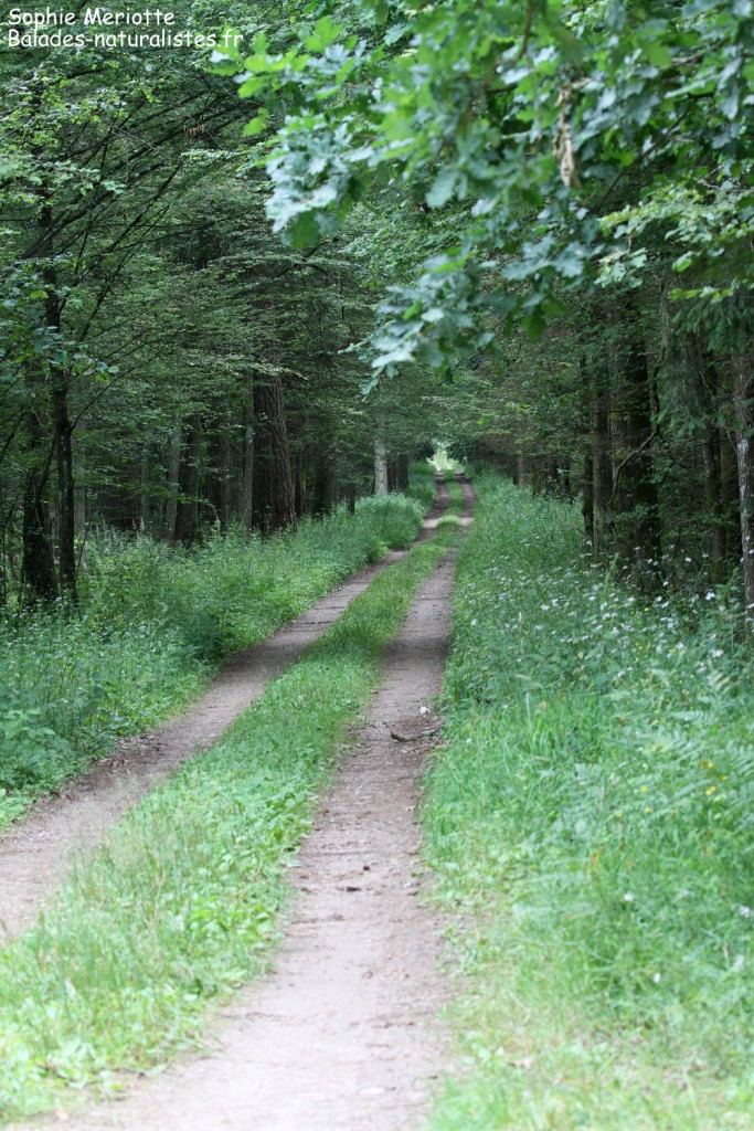 Chemin dans la forêt de Bialowieza