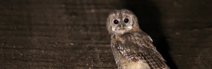 Jeune chouette hulotte sur la piste entre Narewka et Bialowieza