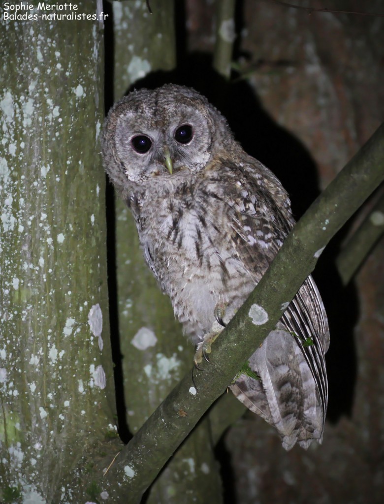 Jeune chouette hulotte sur la piste entre Narewka et Bialowieza