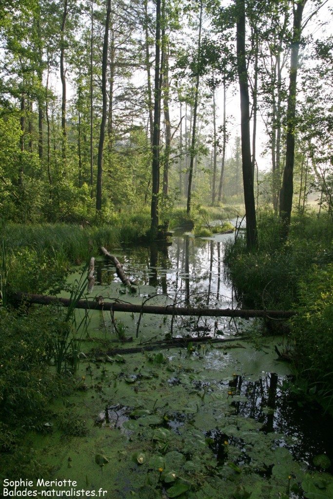 Pont près de Teremiski