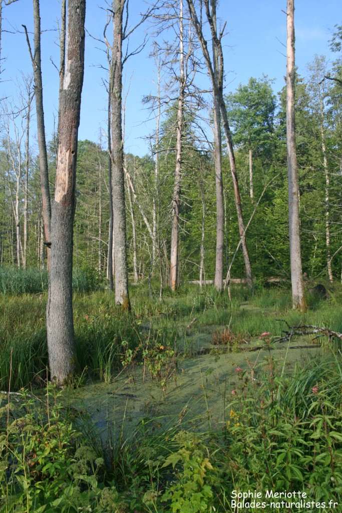 Forêt humide sur le Budy black trail