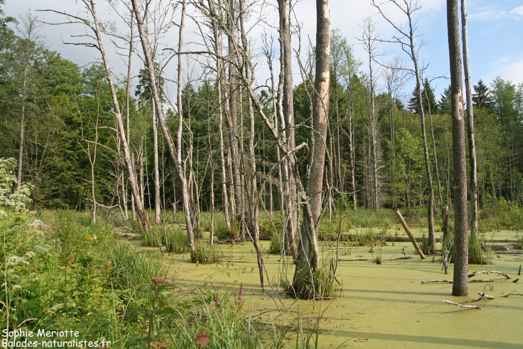 Forêt humide sur le Budy black trail