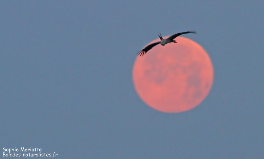 Cigogne blanche dans la lune