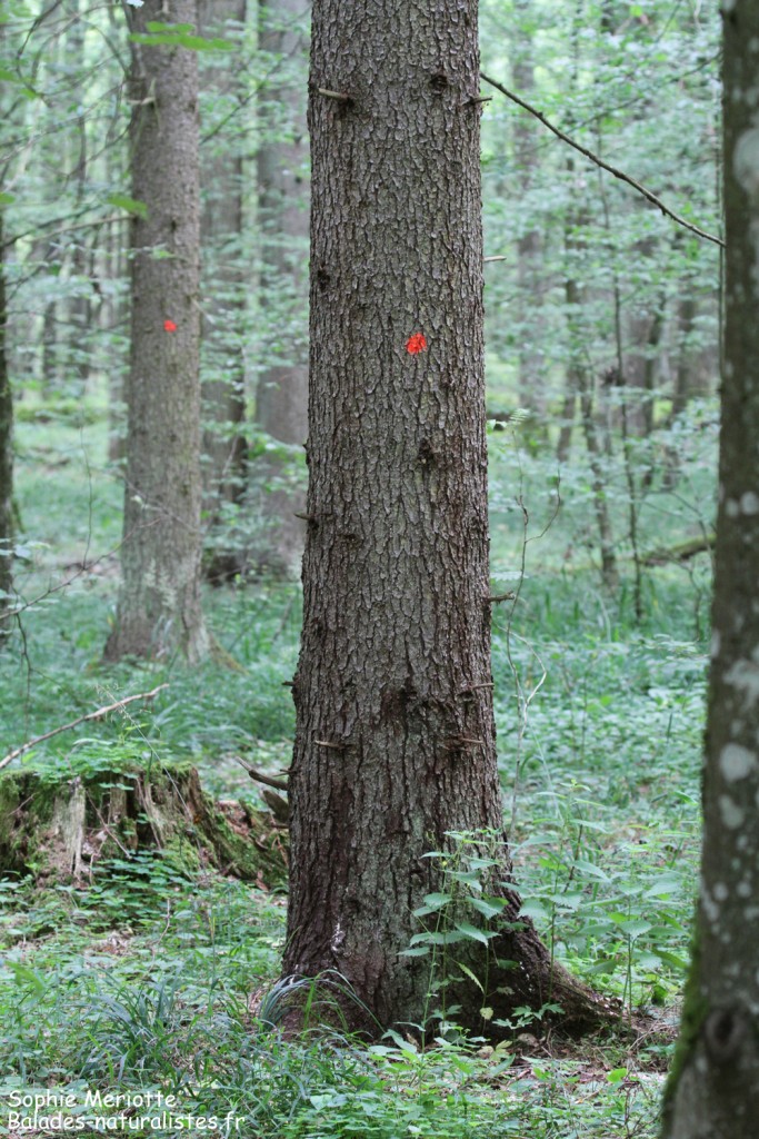 Arbres prêts à être coupés, Forêt de Bialowieza